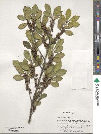 Eurya japonica image