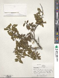 Eurya crenatifolia image