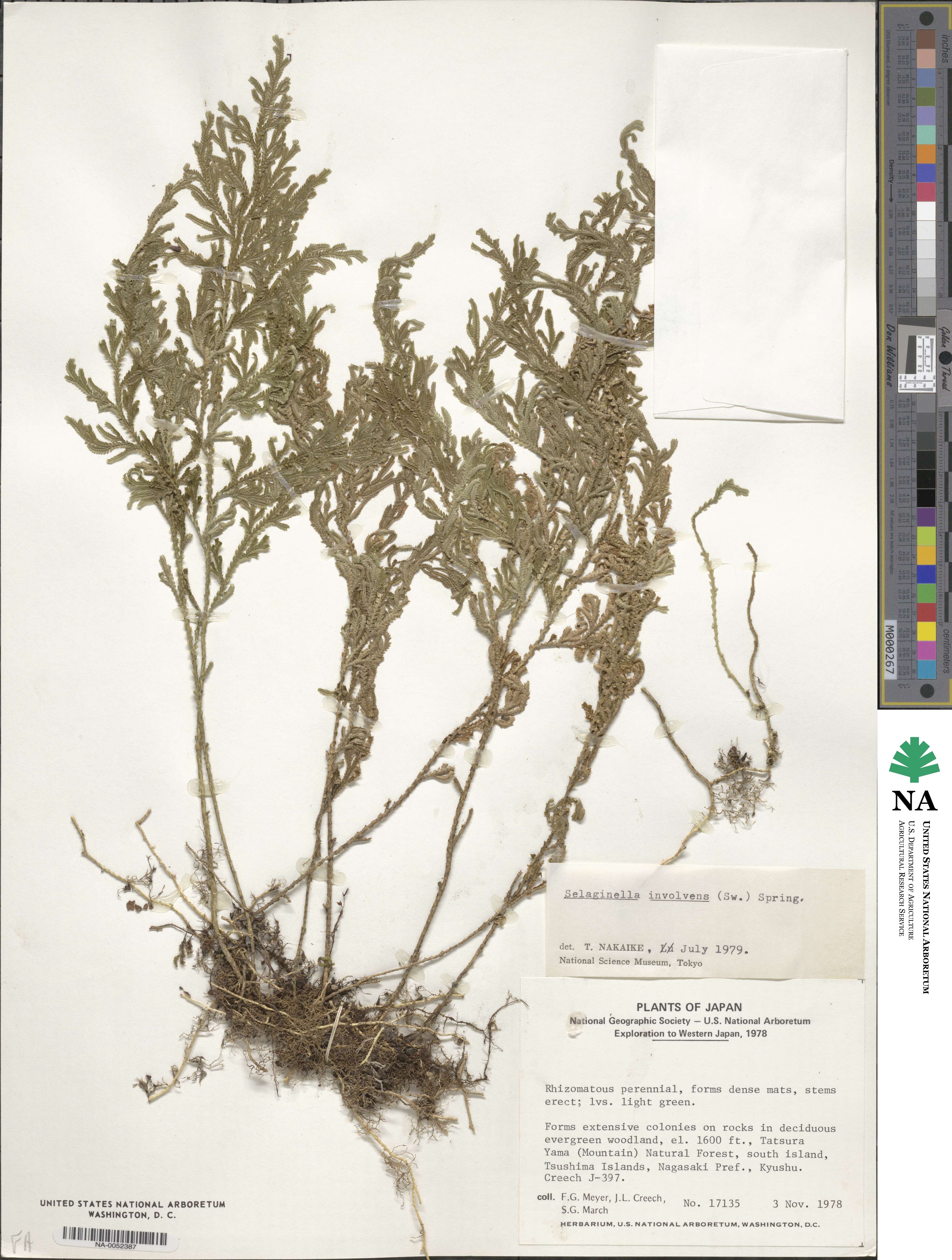 Selaginella tamariscina image