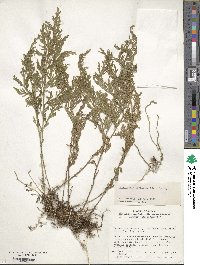 Selaginella tamariscina image