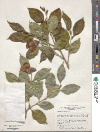 Camellia japonica image