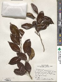 Camellia japonica image