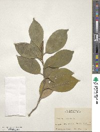 Camellia japonica image