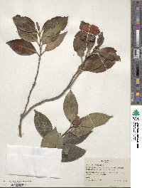 Camellia japonica image