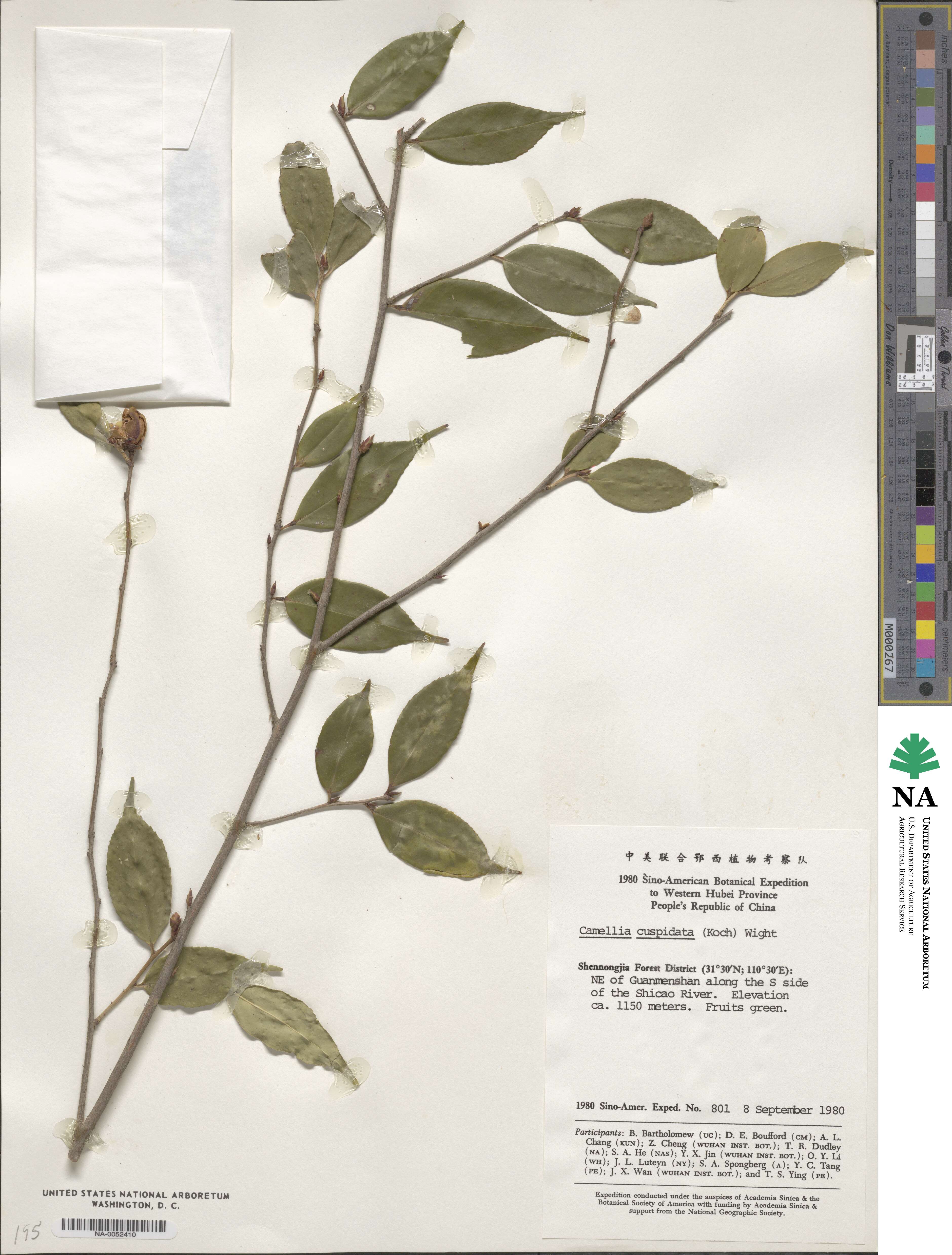 Camellia cuspidata image