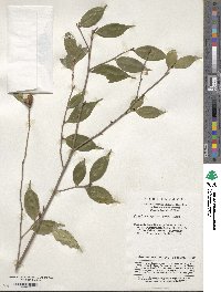 Camellia cuspidata image