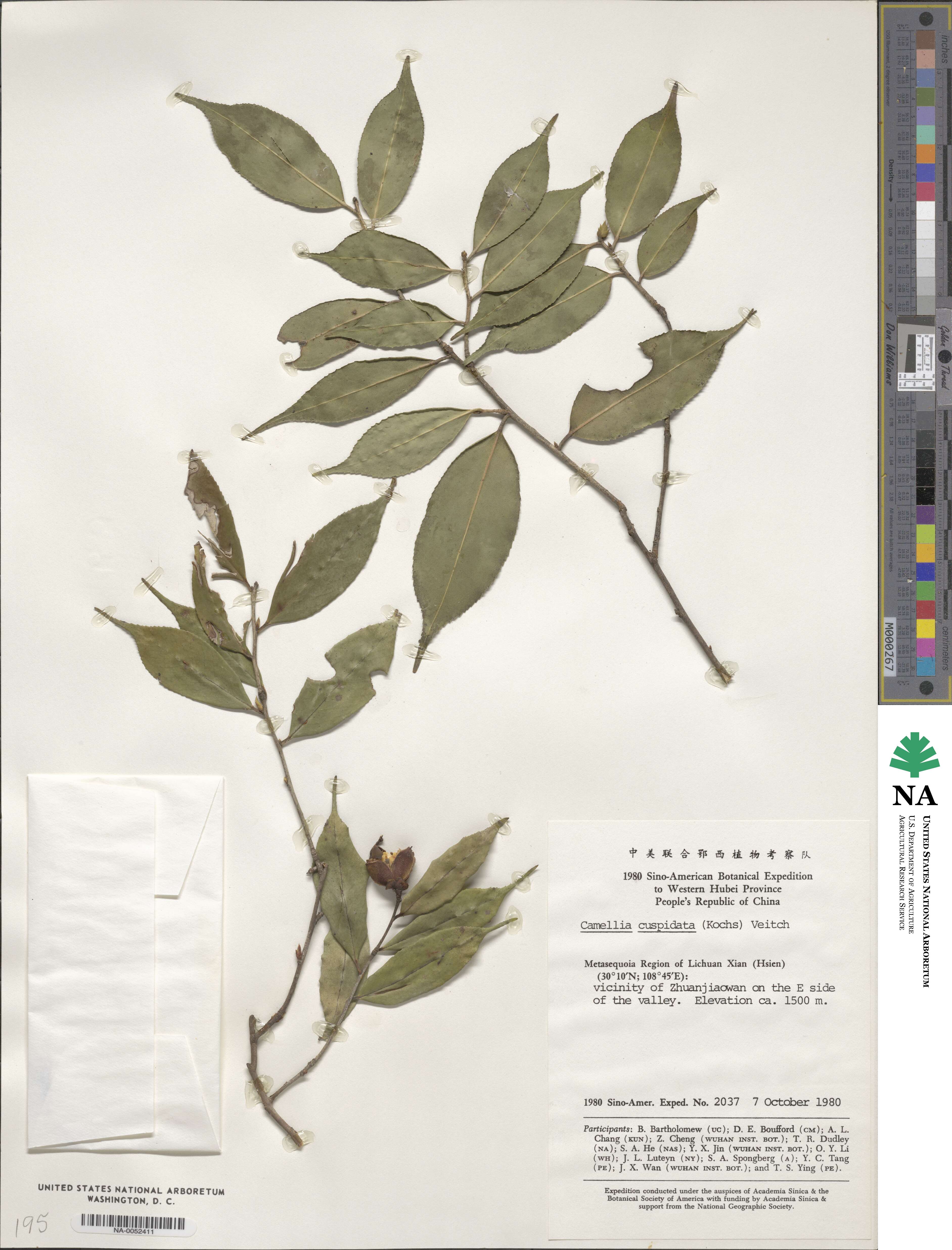 Camellia cuspidata image