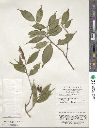 Camellia cuspidata image