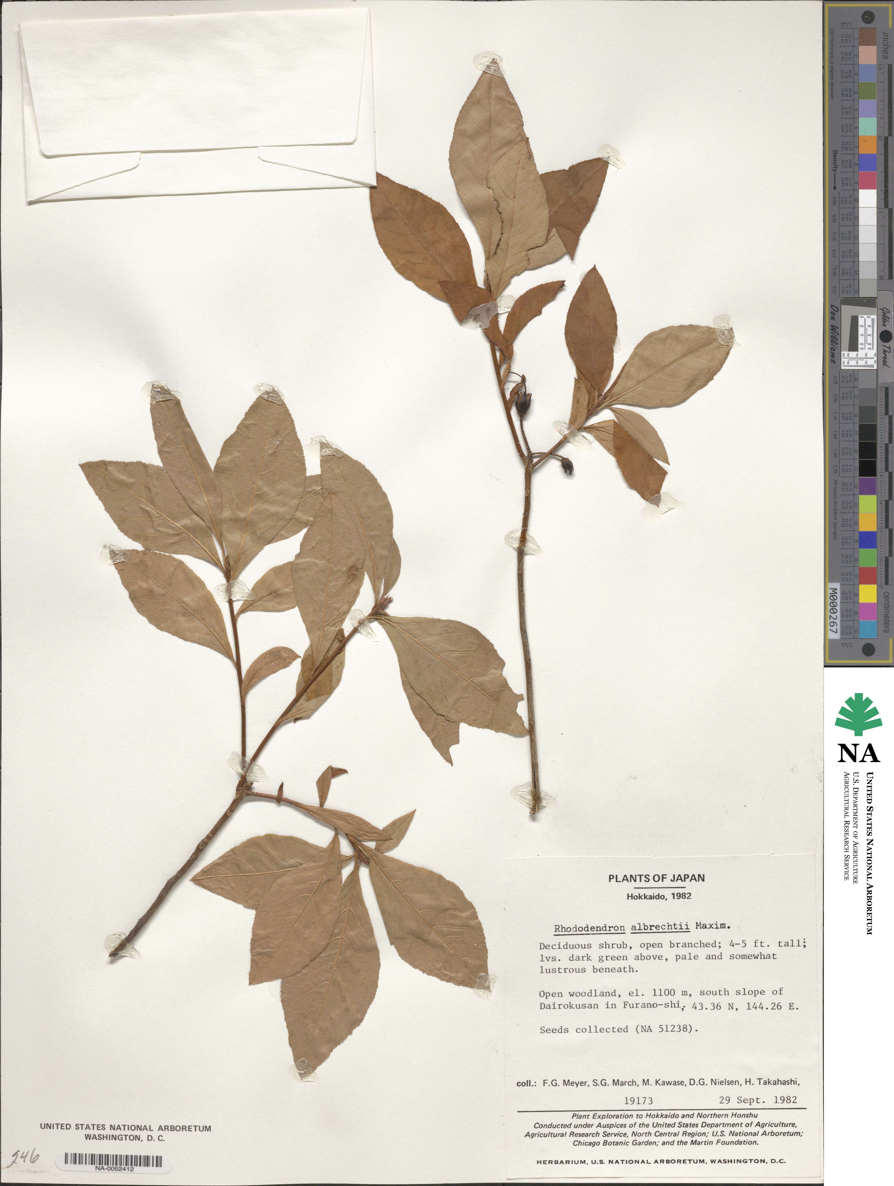 Rhododendron albrechtii image