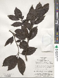 Aucuba japonica image