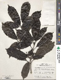 Aucuba japonica image