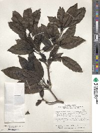 Aucuba japonica image