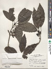 Aucuba japonica image