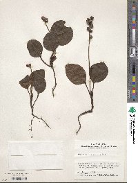 Image of Pyrola japonica