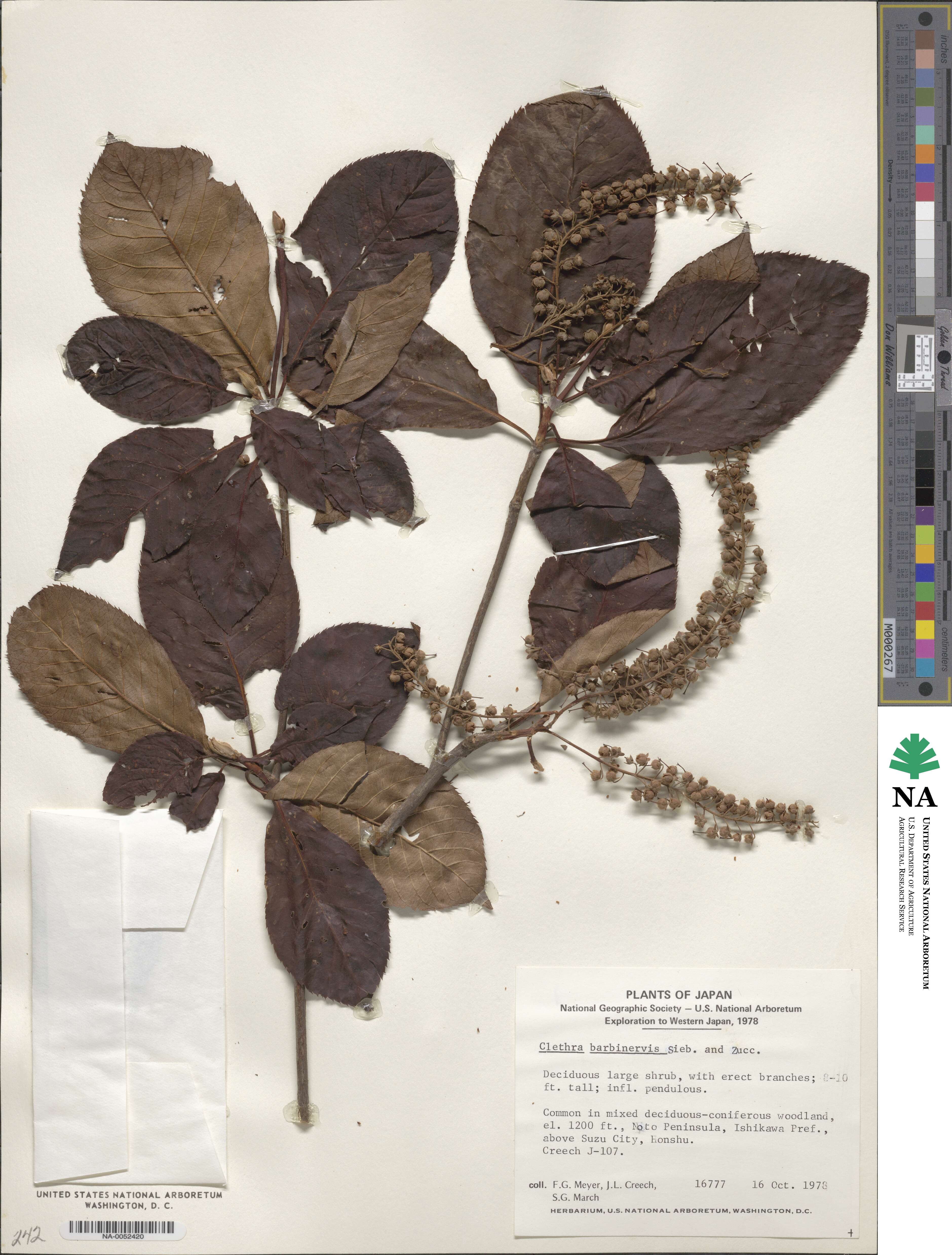 Clethra barbinervis image