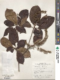 Clethra barbinervis image