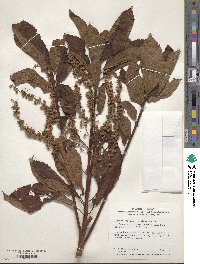 Clethra barbinervis image