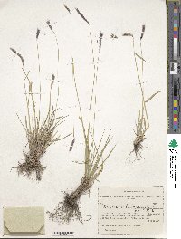 Hordeum brevisubulatum image