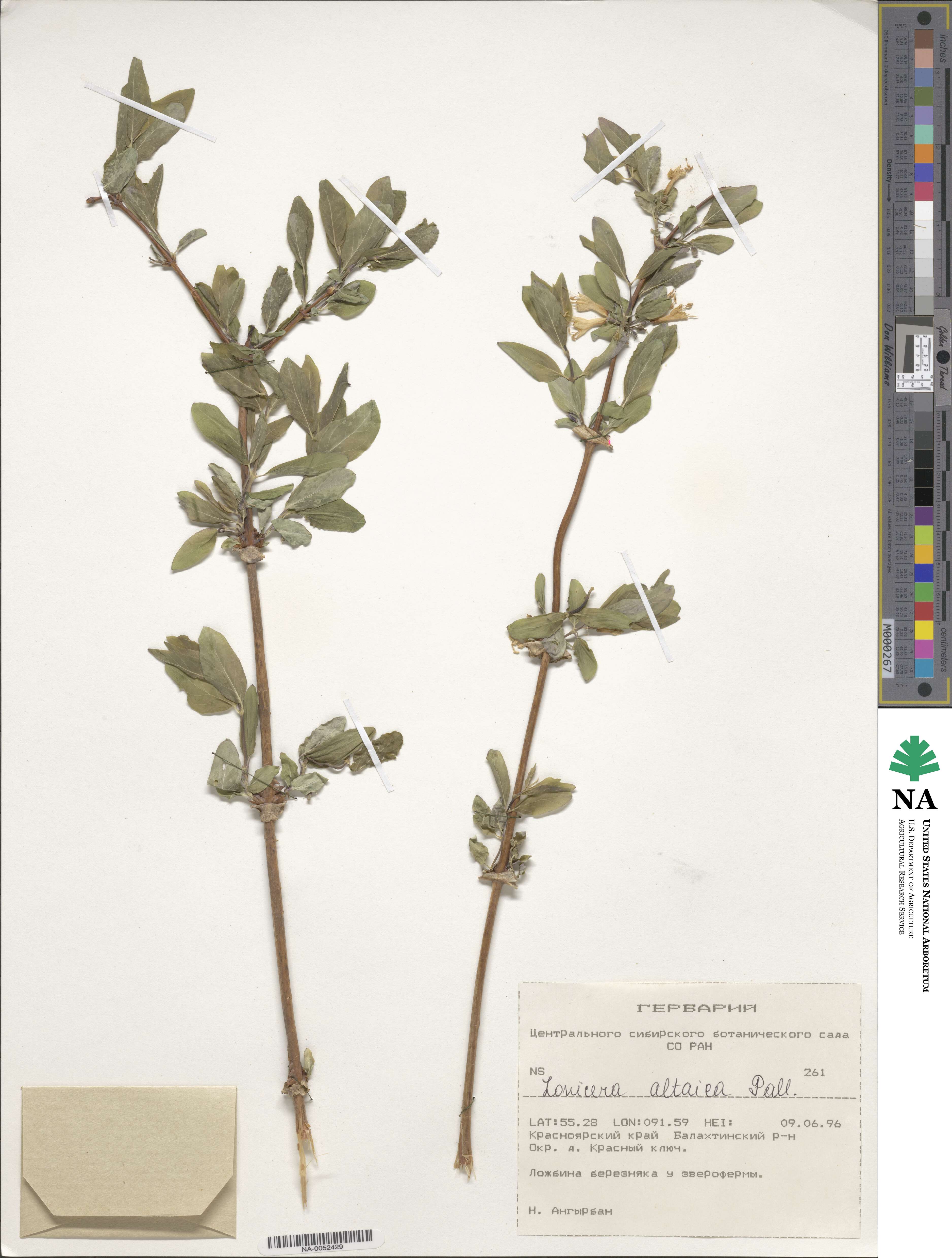 Lonicera caerulea subsp. altaica image