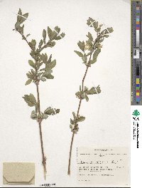 Lonicera caerulea image