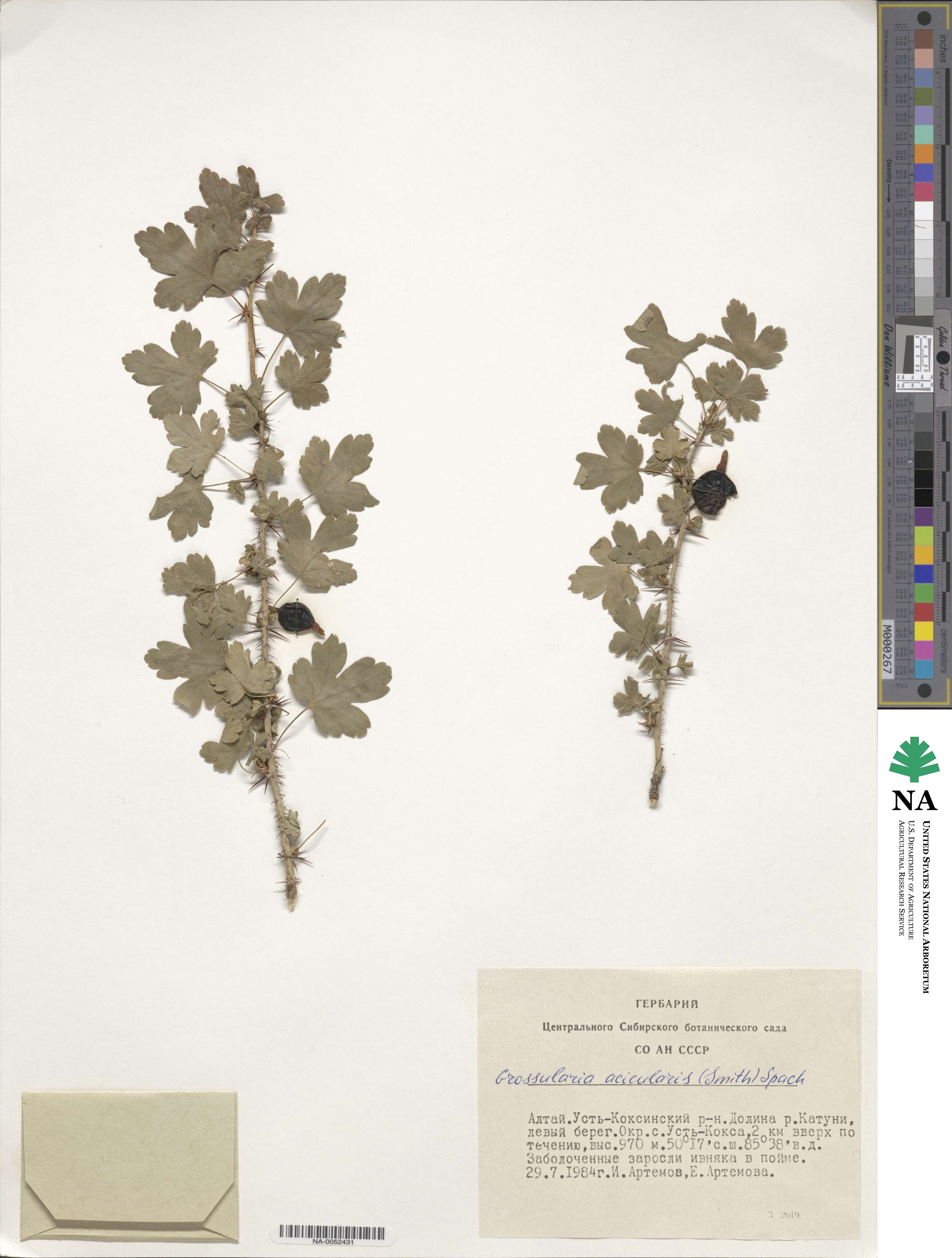 Ribes aciculare image