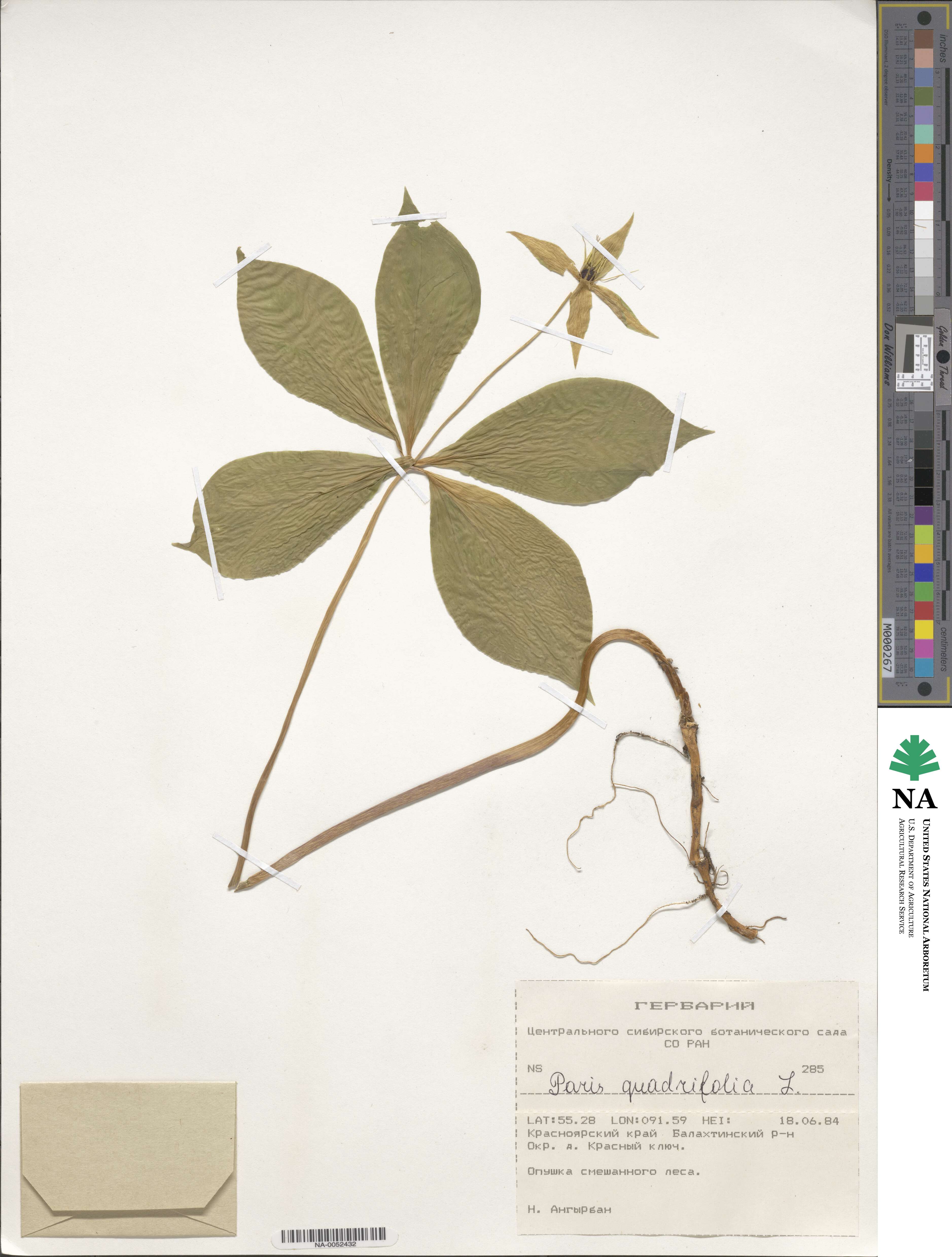 Paris quadrifolia image