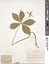 Image of Paris quadrifolia