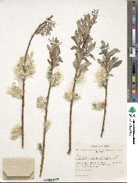 Salix rosmarinifolia image