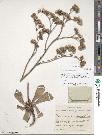 Goniolimon speciosum image