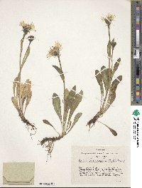 Crepis chrysantha image