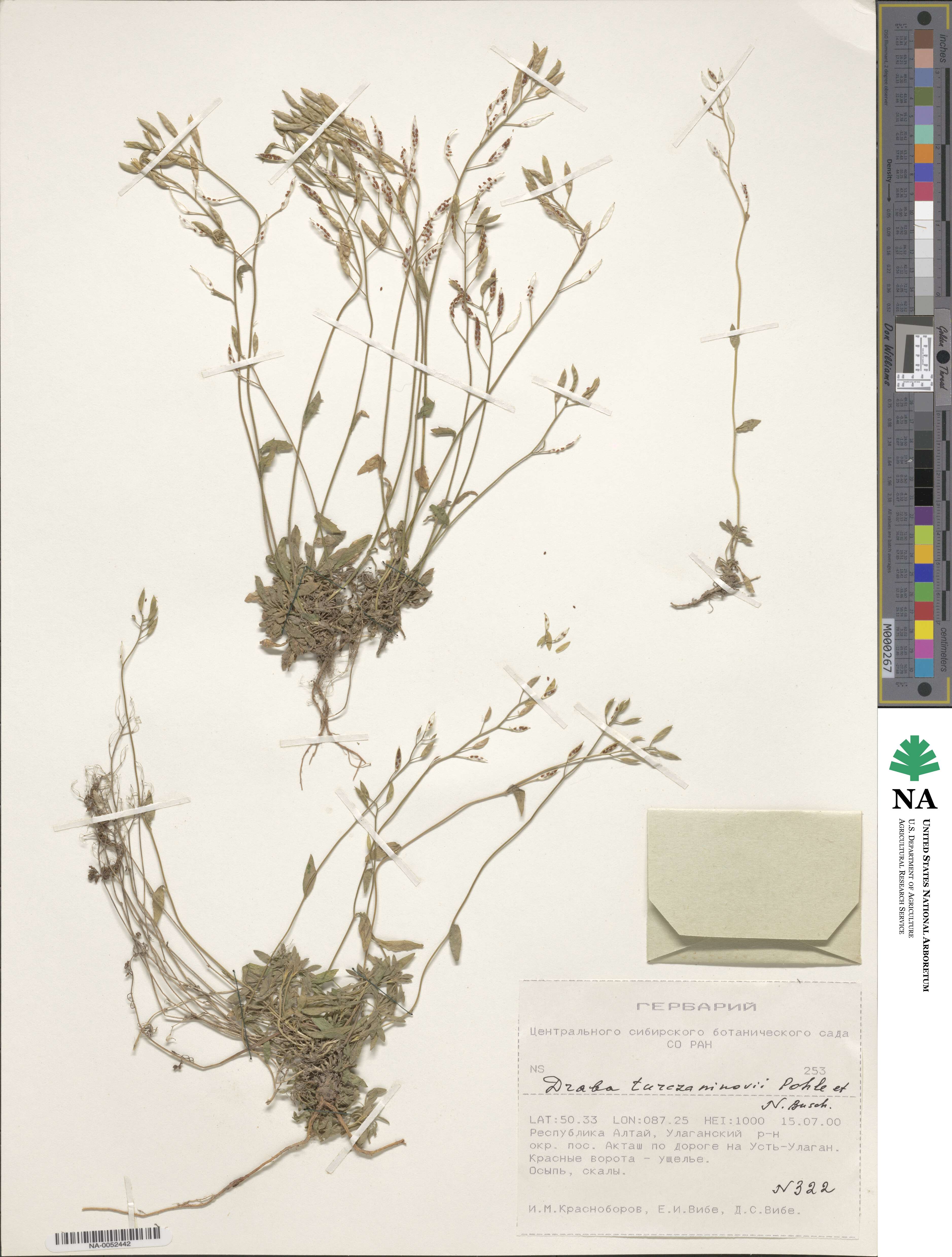 Draba turczaninowii image