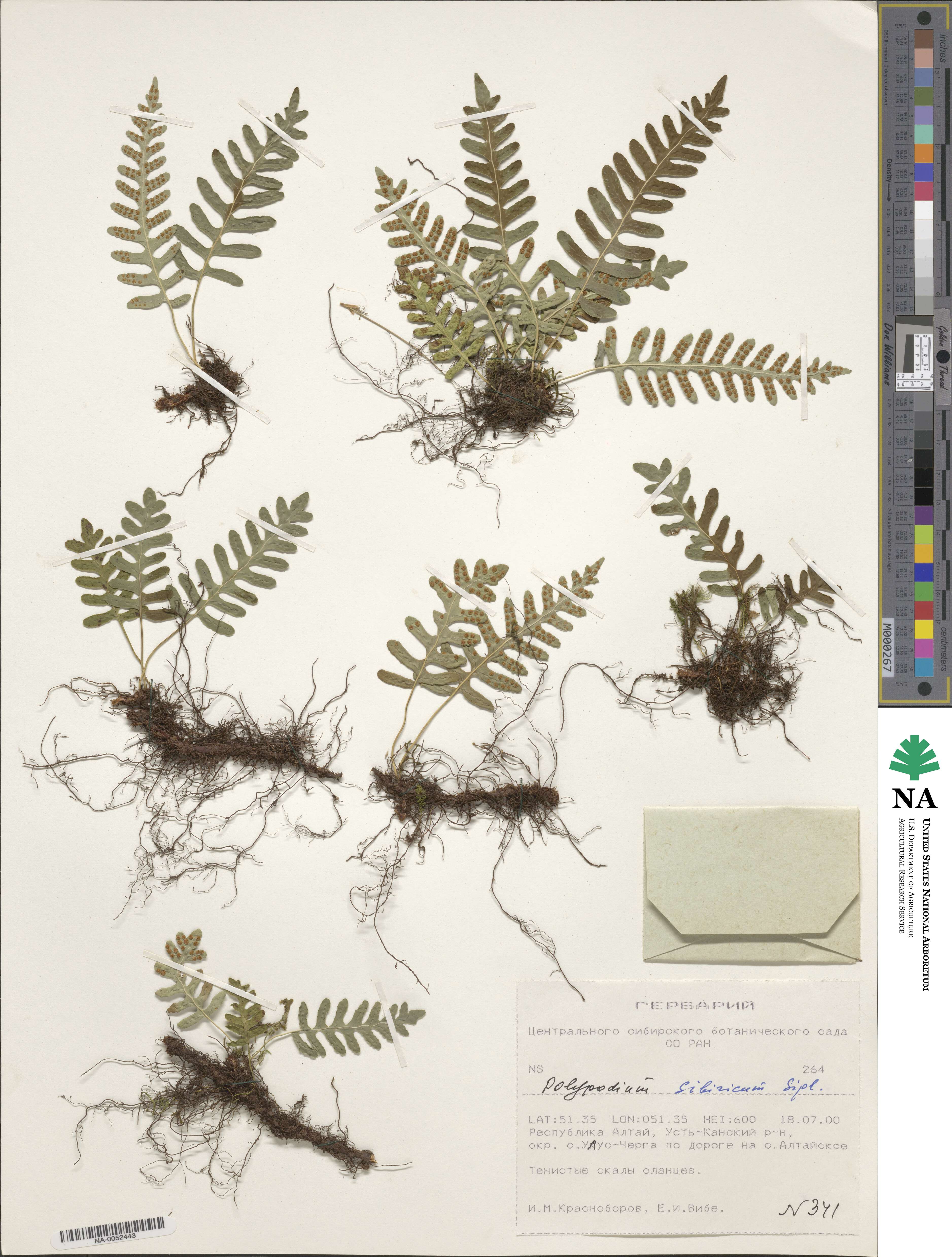 Polypodium sibiricum image