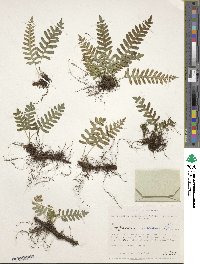 Polypodium sibiricum image