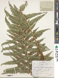 Image of Dryopteris filix-mas