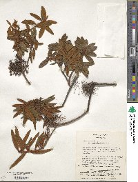 Rhododendron hypoleucum image