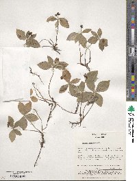 Cornus canadensis image