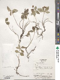 Cornus canadensis image