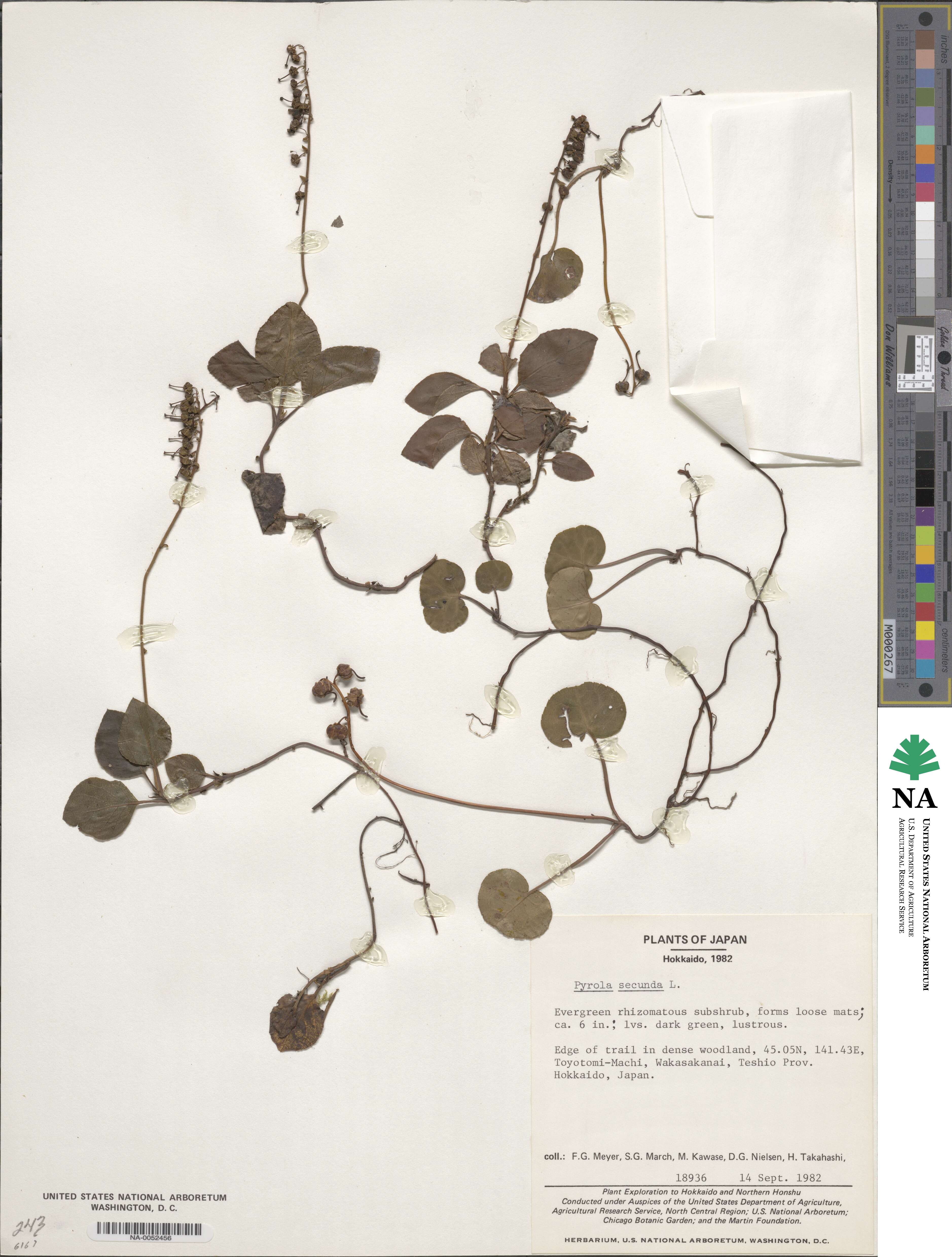 Pyrola japonica image