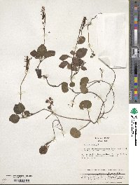 Pyrola japonica image