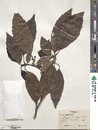 Aucuba japonica image