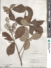 Clethra barbinervis image