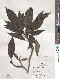 Aucuba japonica image