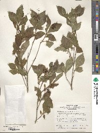 Elliottia paniculata image