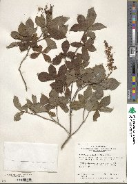 Elliottia paniculata image