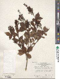 Elliottia paniculata image