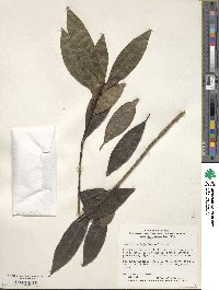 Ilex leucoclada image