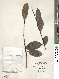 Ilex leucoclada image