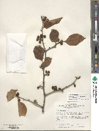 Ilex macropoda image