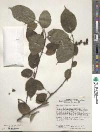 Stachyurus praecox image