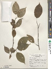 Stachyurus praecox image